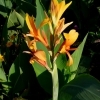 Canna indica 'Heliconiifolia Annaei' -- Blumenrohr Hybride